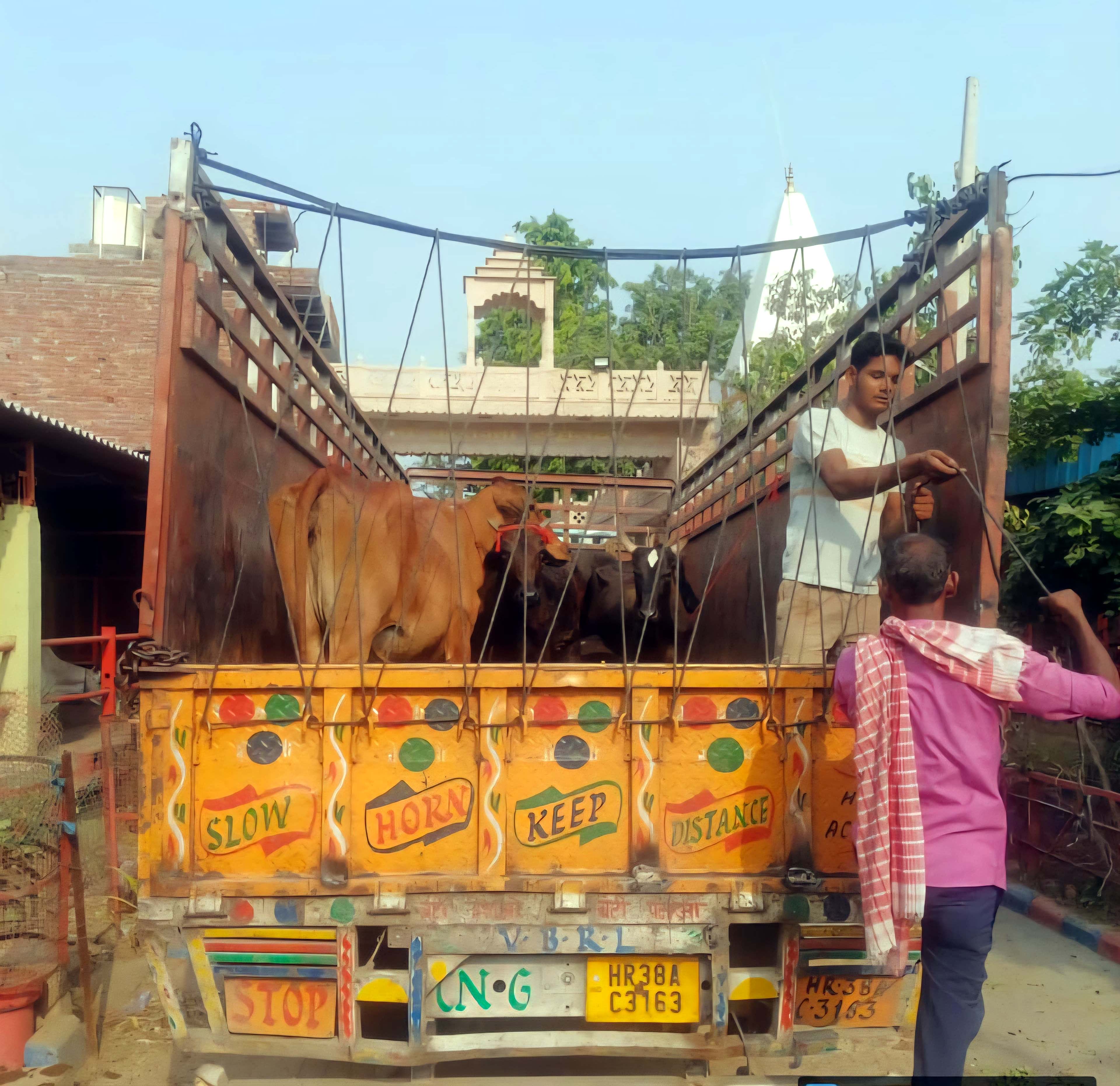 गौवंश को गौशाला ले जाते निगम कर्मचारी गौवंश को गौशाला ले जाते निगम कर्मचारी