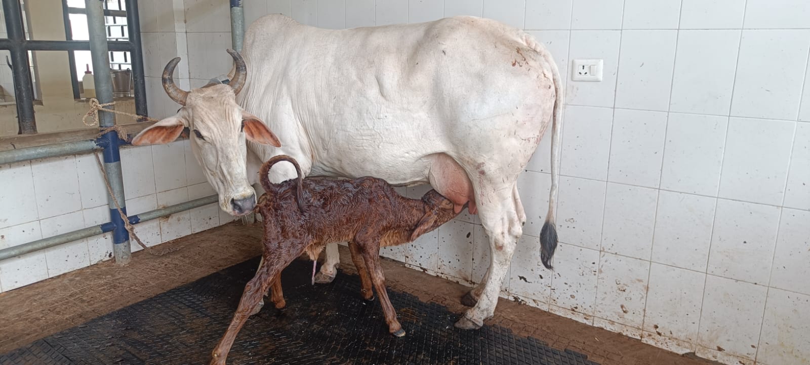 गंगातिरी सरोगेट गाय के साथ पैदा हुई साहीवाल बछिया गंगातिरी सरोगेट गाय के साथ पैदा हुई साहीवाल बछिया