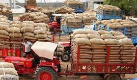 Farmers condition worsens as potato production increases in Deesa, cold storages are full Farmers condition worsens as potato production increases in Deesa, cold storages are full