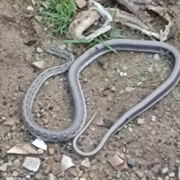 मुरैना: दुर्घटना में मृत नाग की परिक्रमा कर नागिन हुई सती मुरैना: दुर्घटना में मृत नाग की परिक्रमा कर नागिन हुई सती