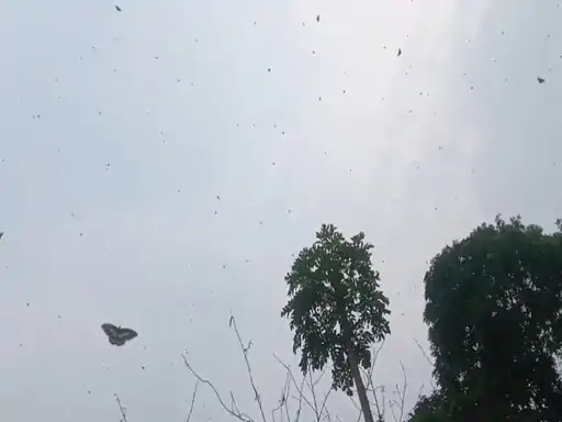 कोरबा में आसमान में दिखी लाइम बटरफ्लाई, खाने की तलाश में पहुंचा हजारों तितलियों का झूंड कोरबा में आसमान में दिखी लाइम बटरफ्लाई, खाने की तलाश में पहुंचा हजारों तितलियों का झूंड
