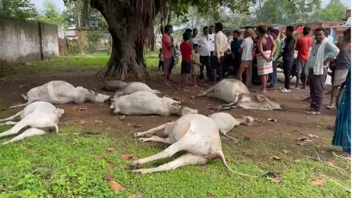 माैके पर मृत पडी गाय