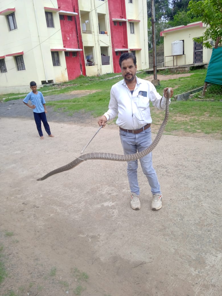 सर्प प्रहरी छाेटे लाल यादव सांप पकडते हुए सर्प प्रहरी छाेटे लाल यादव सांप पकडते हुए
