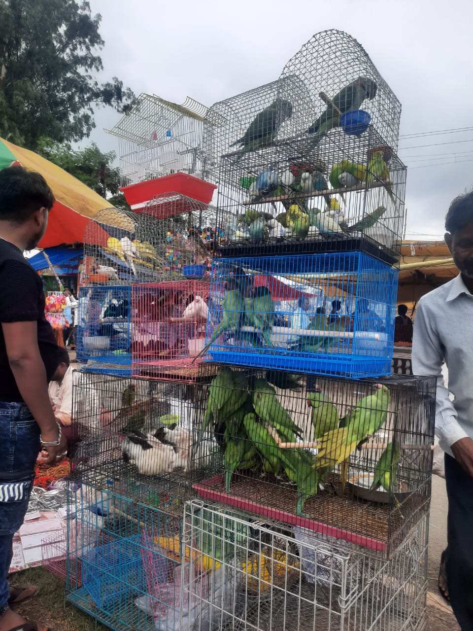 मेले में बिकने आए रंग बिरंगे पक्षी मेले में बिकने आए रंग बिरंगे पक्षी