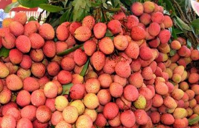 लीची के लोगो का प्रतीकात्मक चित्र लीची के लोगो का प्रतीकात्मक चित्र
