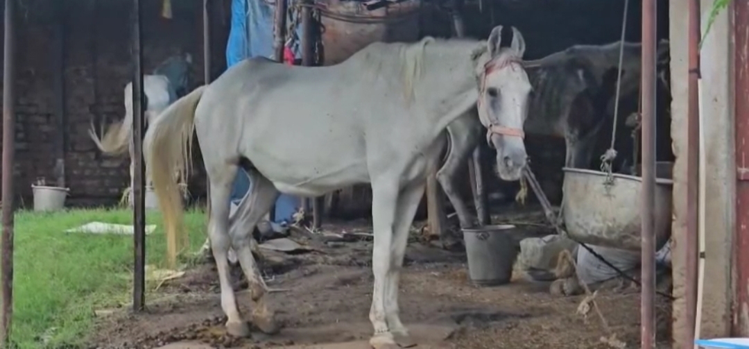 संक्रमित घोड़ा संक्रमित घोड़ा