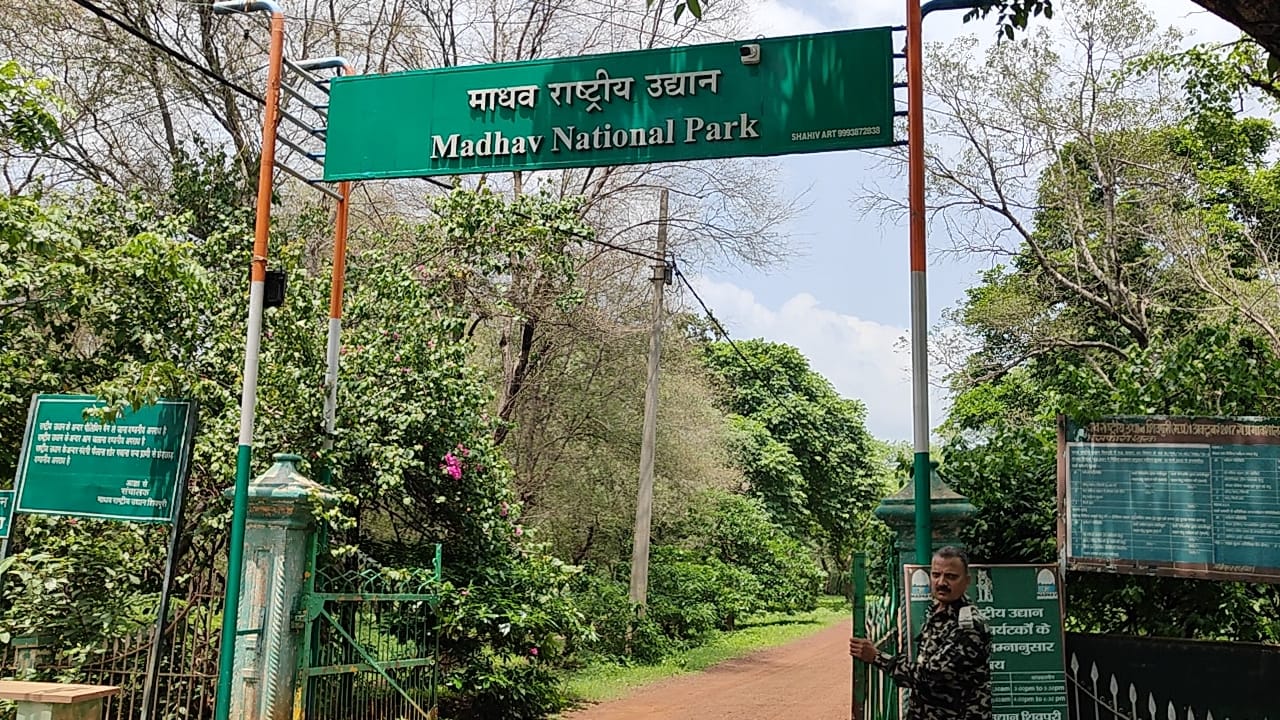 अब माधव राष्ट्रीय उद्यान में पर्यटकों के लिए प्रवेश 1 जुलाई से 30 सितम्बर तक प्रतिबंधित अब माधव राष्ट्रीय उद्यान में पर्यटकों के लिए प्रवेश 1 जुलाई से 30 सितम्बर तक प्रतिबंधित
