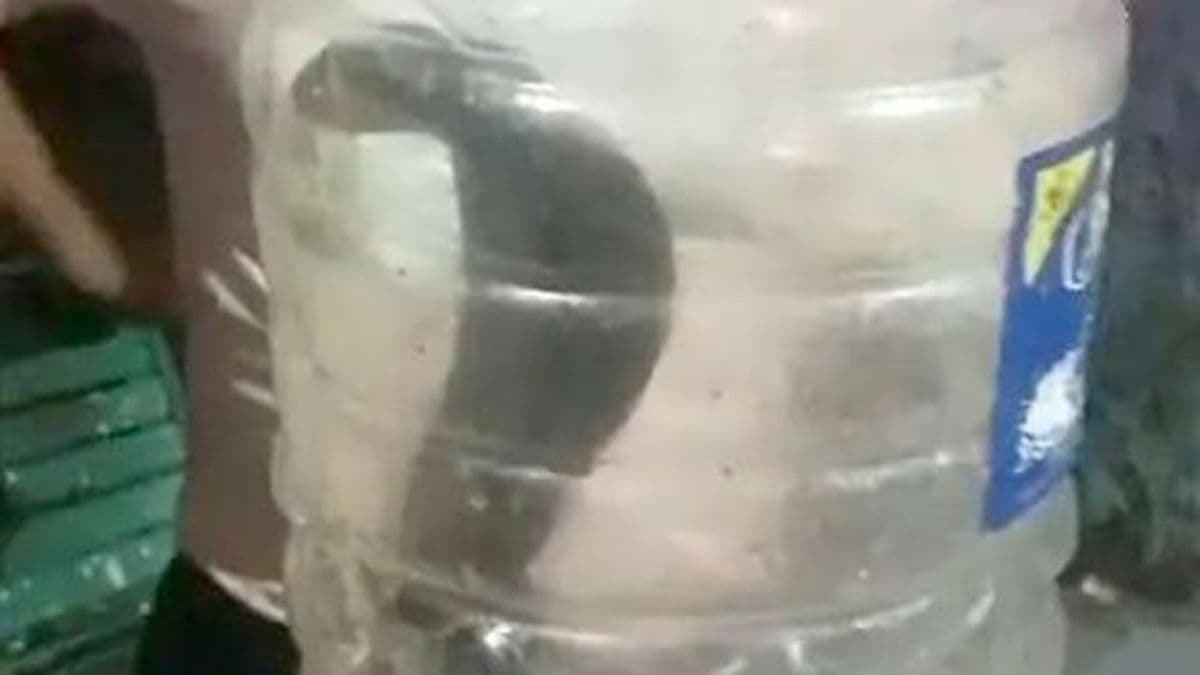 बाेतल में बंद सांप। बाेतल में बंद सांप।
