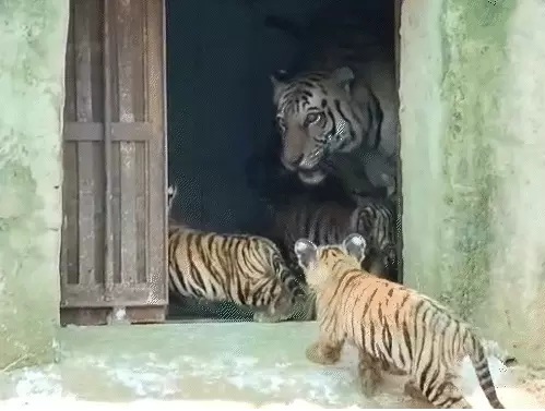 बाघिन 'रानी' ने शावकों के साथ