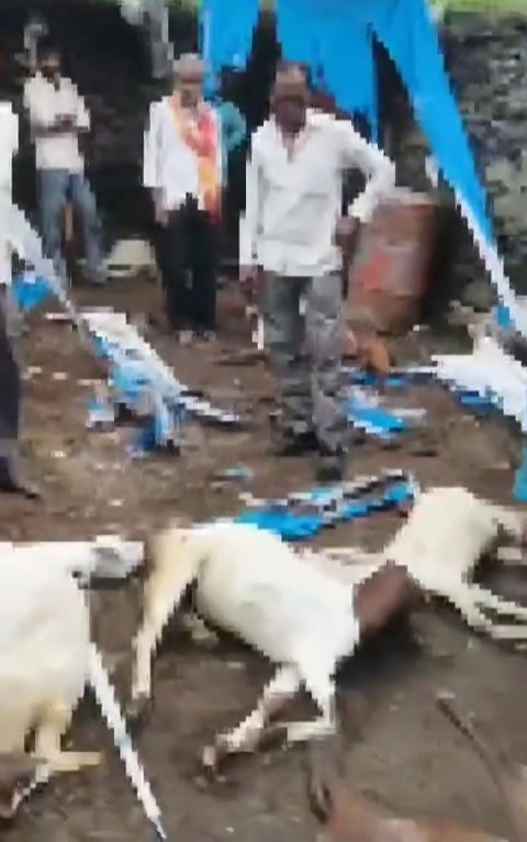 8 फीट ऊंची दीवार फांदकर जंगली जानवरों ने मचाया उत्पात, 17 बकरियों को मार डाला, 7 मेमनों को ले गए भीलवाड़ा के बोराणा गांव में दिल दहला देने वाली घटना, ग्रामीणों में दहशत का माहौल 8 फीट ऊंची दीवार फांदकर जंगली जानवरों ने मचाया उत्पात, 17 बकरियों को मार डाला, 7 मेमनों को ले गए भीलवाड़ा के बोराणा गांव में दिल दहला देने वाली घटना, ग्रामीणों में दहशत का माहौल