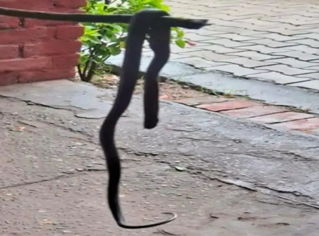 स्कूल से सांप को बाहर ले जाते हुए स्कूल कर्मी स्कूल से सांप को बाहर ले जाते हुए स्कूल कर्मी