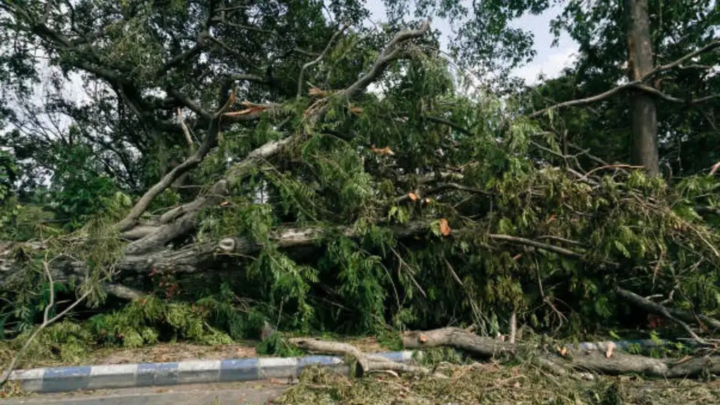 weak tree cutting weak tree cutting