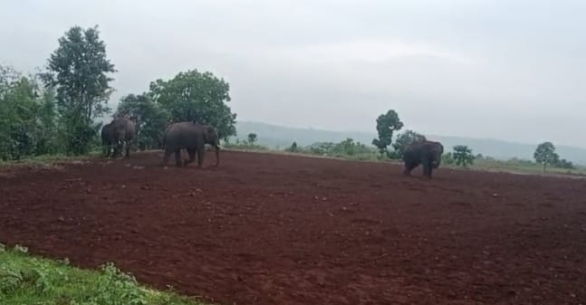 ग्रमीण क्षेत्र से लगे जंगल में विचरण करते चारो हाथी ग्रमीण क्षेत्र से लगे जंगल में विचरण करते चारो हाथी