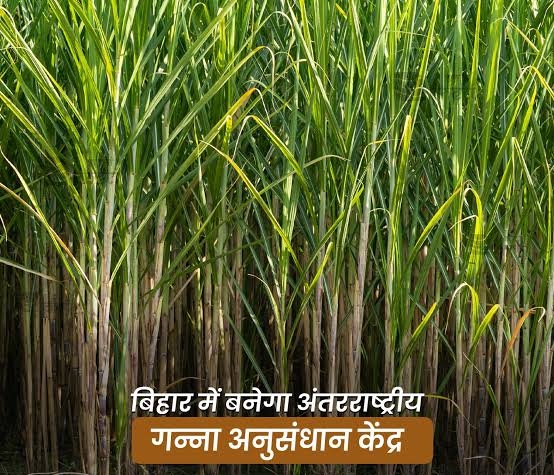 विश्व का पांचवां इंटरनेशनल गन्ना रिसर्च सेंटर बिहार के समस्तीपुर जिले में विश्व का पांचवां इंटरनेशनल गन्ना रिसर्च सेंटर बिहार के समस्तीपुर जिले में