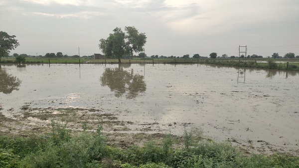 अधिक वर्षा ने किसानों की बढ़ाई चिंता: खेतों में बोवनी से हुआ नुकसान अधिक वर्षा ने किसानों की बढ़ाई चिंता: खेतों में बोवनी से हुआ नुकसान