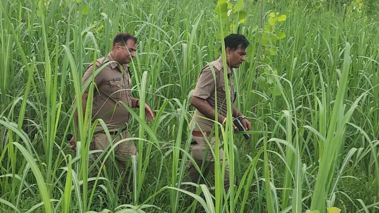 खेतों में पुलिस बदमाशों को सर्च करती हुई खेतों में पुलिस बदमाशों को सर्च करती हुई