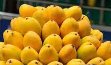 आम महोत्सव आम महोत्सव