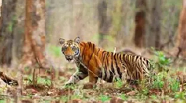 वन्यप्राणी अपराधों की रोकथाम वन्यप्राणी अपराधों की रोकथाम