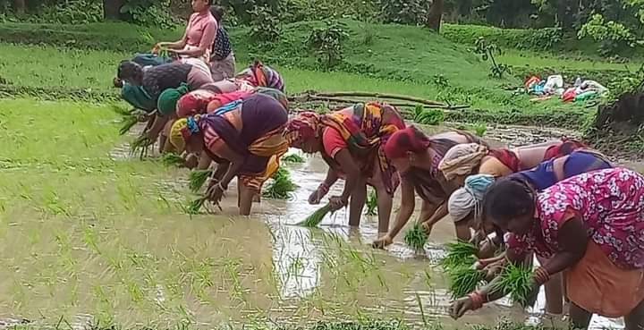 खेताें में राेपा लगाते किसान खेताें में राेपा लगाते किसान