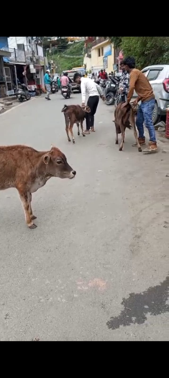 पौड़ी में आवारा गोवंश को पकड़ी नगर पालिका के कर्मचारी पौड़ी में आवारा गोवंश को पकड़ी नगर पालिका के कर्मचारी