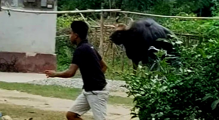 मयनागुड़ी में बाइसन का आतंक, 5 घायल मयनागुड़ी में बाइसन का आतंक, 5 घायल