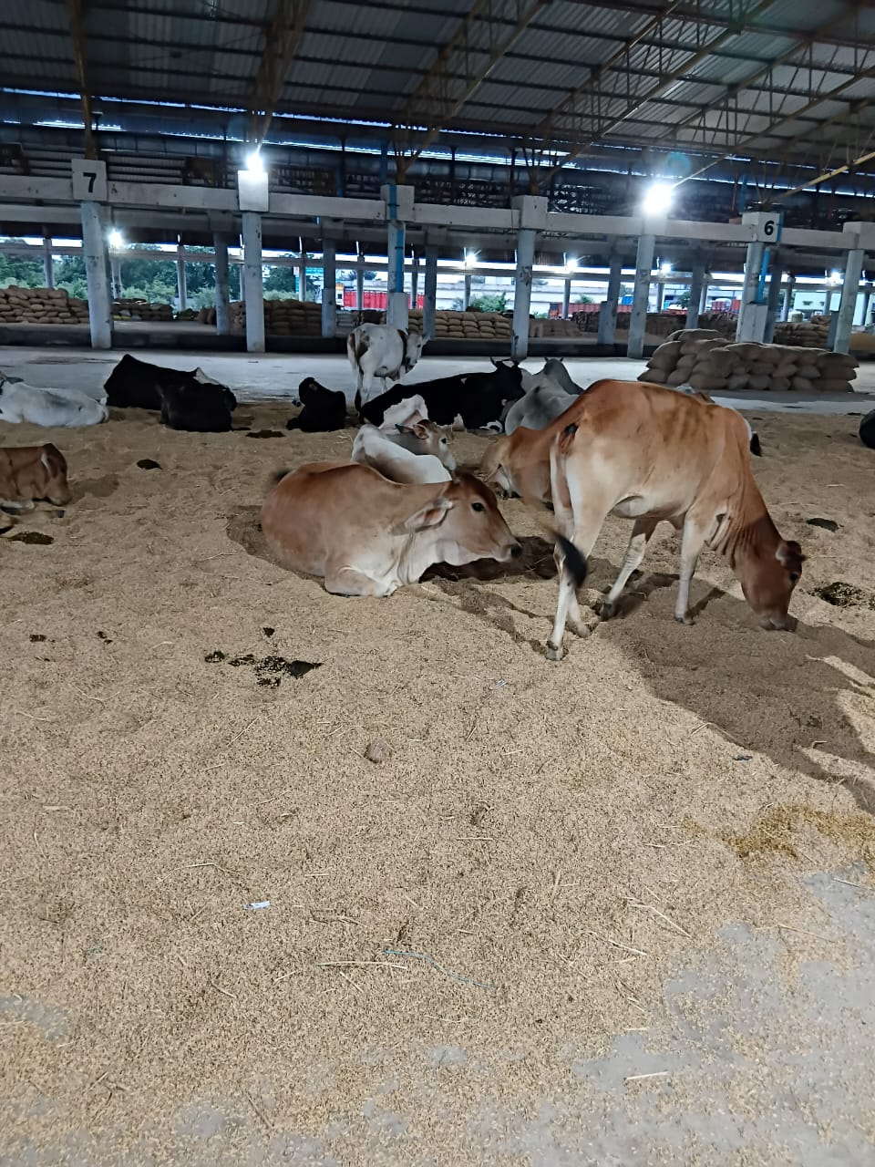 कृषि उपज मंडी श्यामतराई में धान खाते हुए मवेशी। कृषि उपज मंडी श्यामतराई में धान खाते हुए मवेशी।