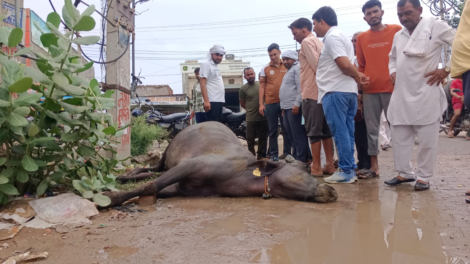 करंट लगने से मरी पड़ी भैंस। करंट लगने से मरी पड़ी भैंस।