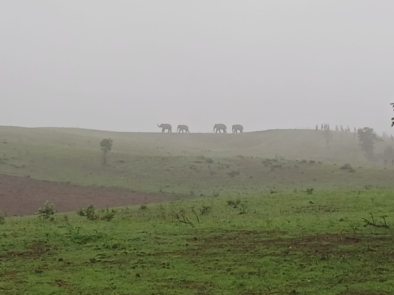 चाराे हाथी जंगल में चाराे हाथी जंगल में
