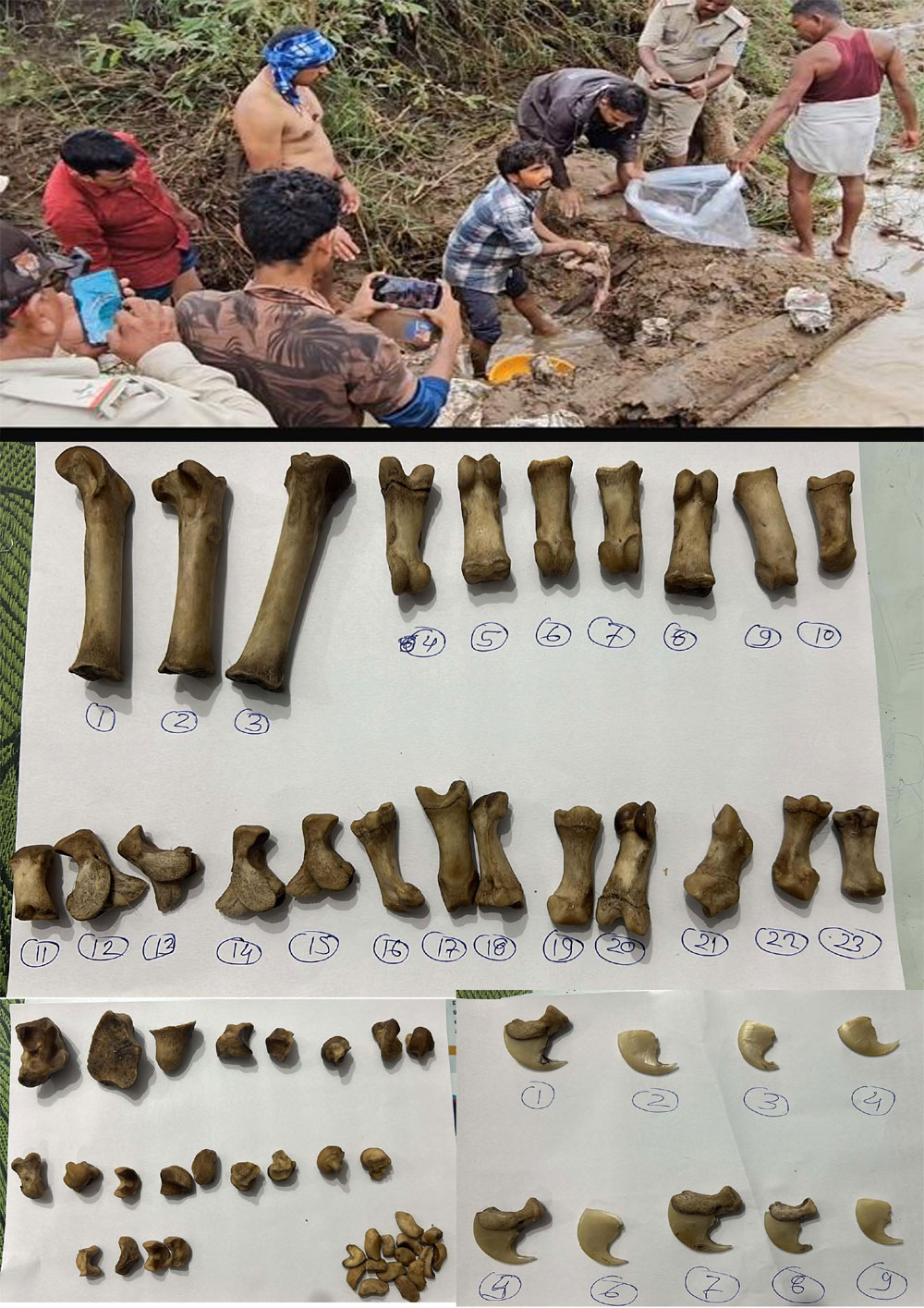 Seoni: Six accused arrested for smuggling wildlife remains, interrogation continues Seoni: Six accused arrested for smuggling wildlife remains, interrogation continues