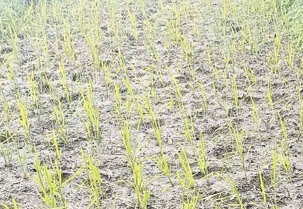 बारिश के अभाव में पीला पड़ती धान की फसल बारिश के अभाव में पीला पड़ती धान की फसल