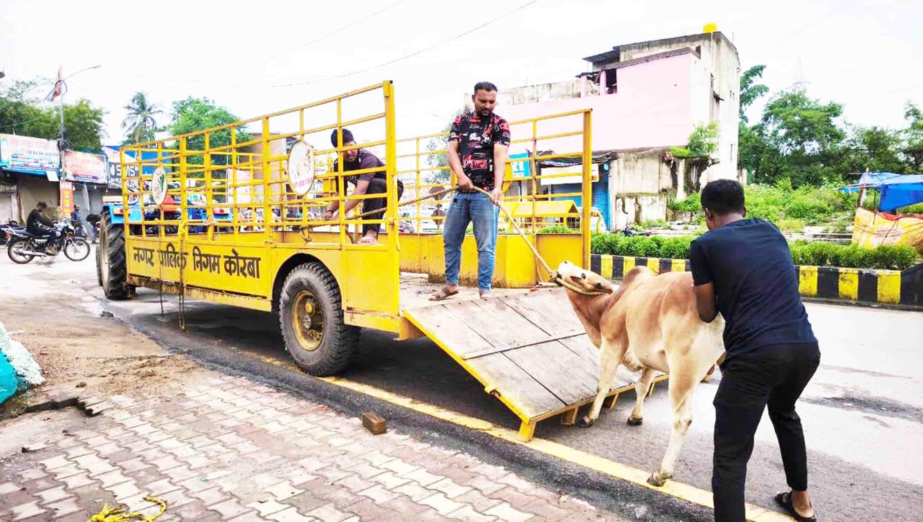 कोरबा : विगत एक पखवाडे़ में 6 दर्जन से अधिक मवेशियों को सड़कों से उठाकर पहुंचाया गया गोकुलनगर कोरबा : विगत एक पखवाडे़ में 6 दर्जन से अधिक मवेशियों को सड़कों से उठाकर पहुंचाया गया गोकुलनगर