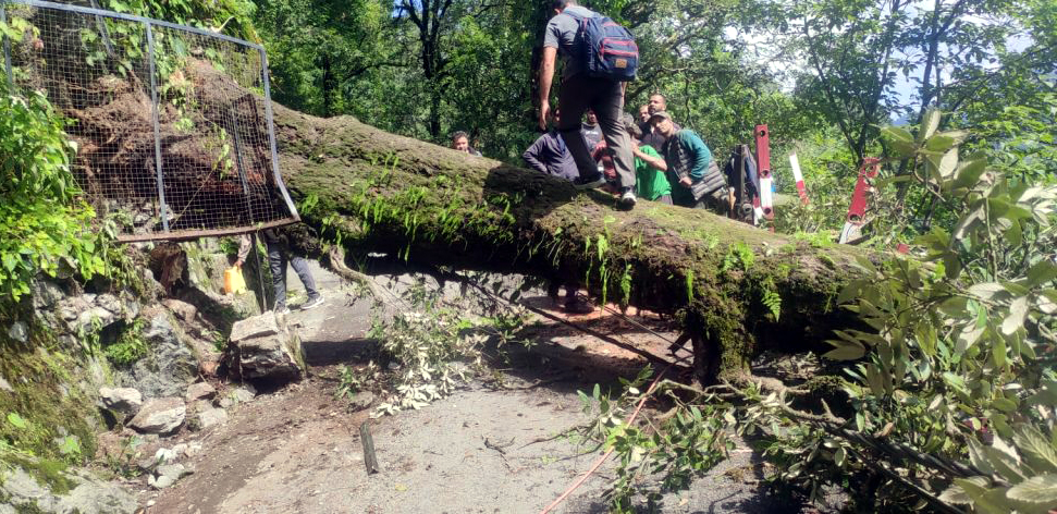 ऑल सेंट्स कॉलेज के पास सड़क व बिजली की लाइनों पर गिरा पेड़, पार करने की कोशिश में राहगीर।