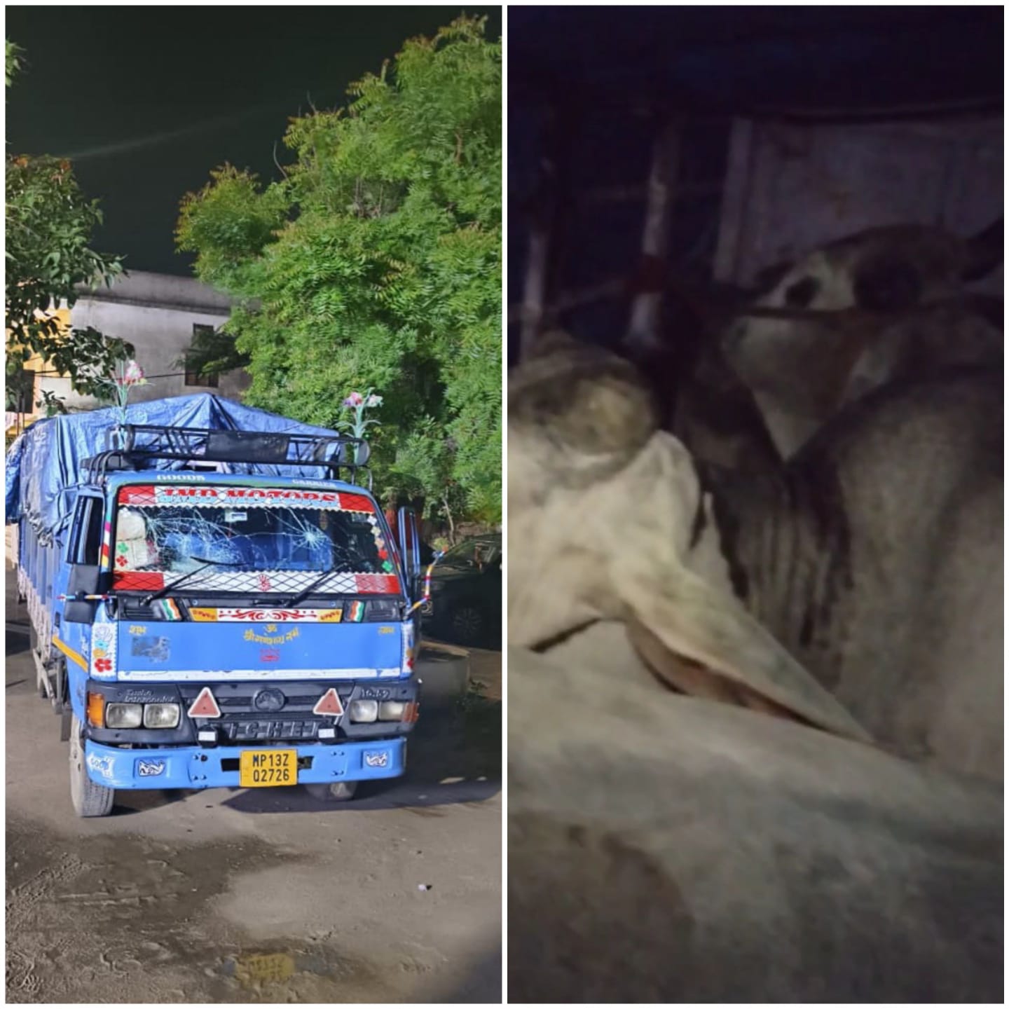 गौवंश से भरा ट्रक पकड़ा,किया पुलिस के हवाले गौवंश से भरा ट्रक पकड़ा,किया पुलिस के हवाले