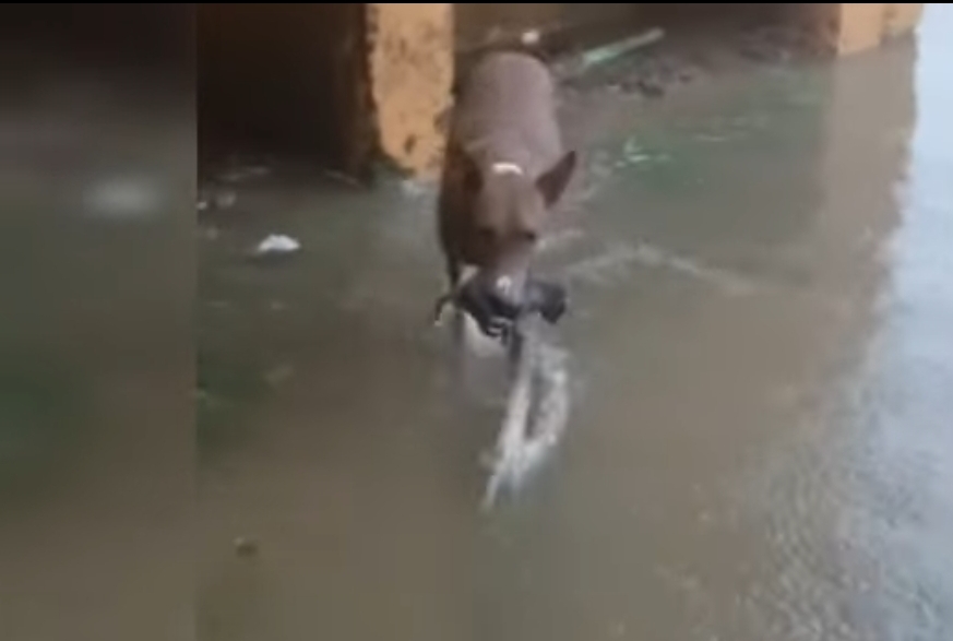 पानी से निकालकर बच्चे को लेकर जाती कुतिया
