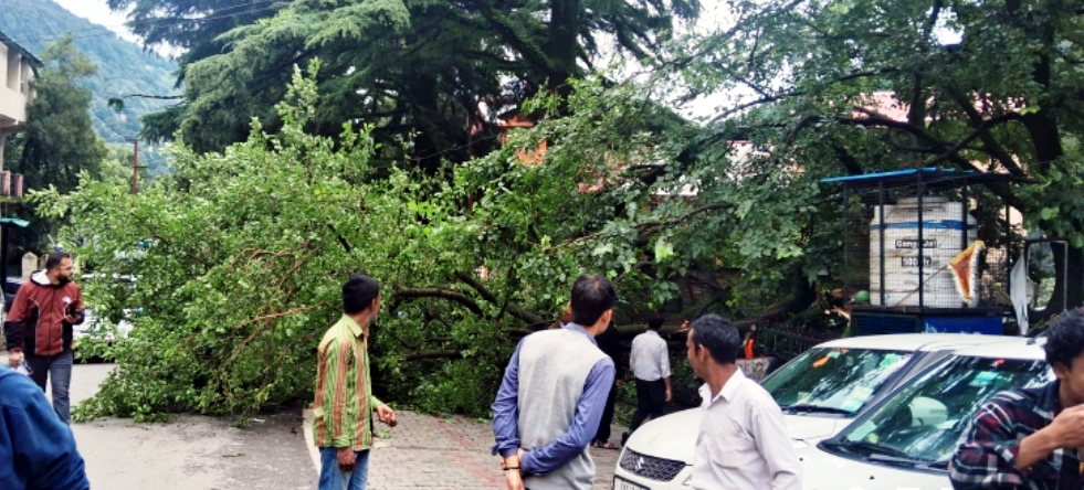 सड़क पर गिरा पेड़। सड़क पर गिरा पेड़।