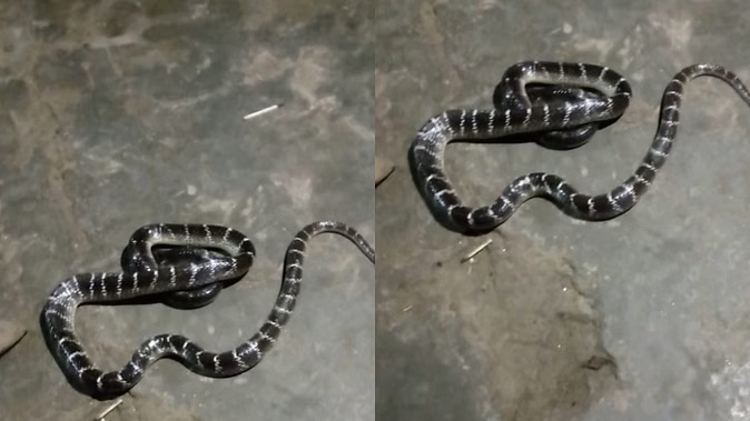 काल्पनिक फाेटाे नाग नागिन की काल्पनिक फाेटाे नाग नागिन की