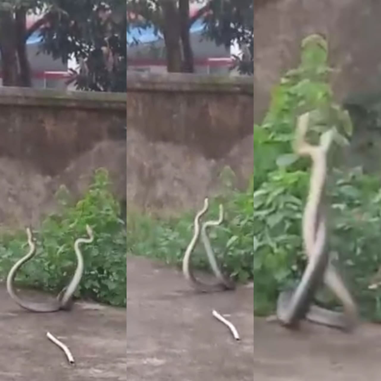 नृत्य करता नाग नागिन का जाेडा नृत्य करता नाग नागिन का जाेडा