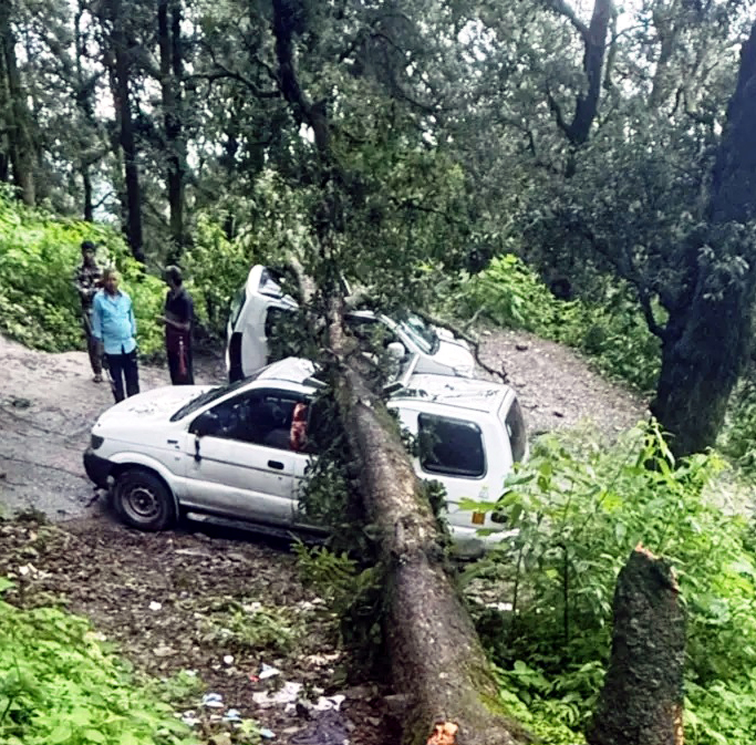 कारों पर गिरा पेड़। कारों पर गिरा पेड़।