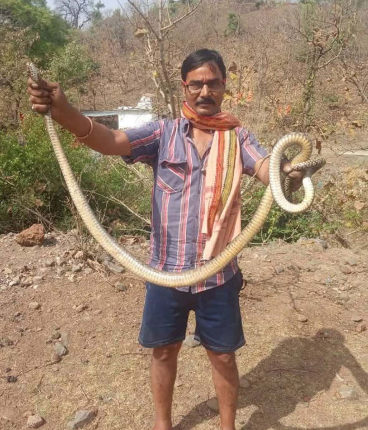 सांप पकडऩे वाले की सांप के काटने से हुई मौत