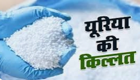 बारिश के बाद पश्चिम चंपारण में यूरिया नहीं मिलने से दर-दर भटक रहे किसान बारिश के बाद पश्चिम चंपारण में यूरिया नहीं मिलने से दर-दर भटक रहे किसान