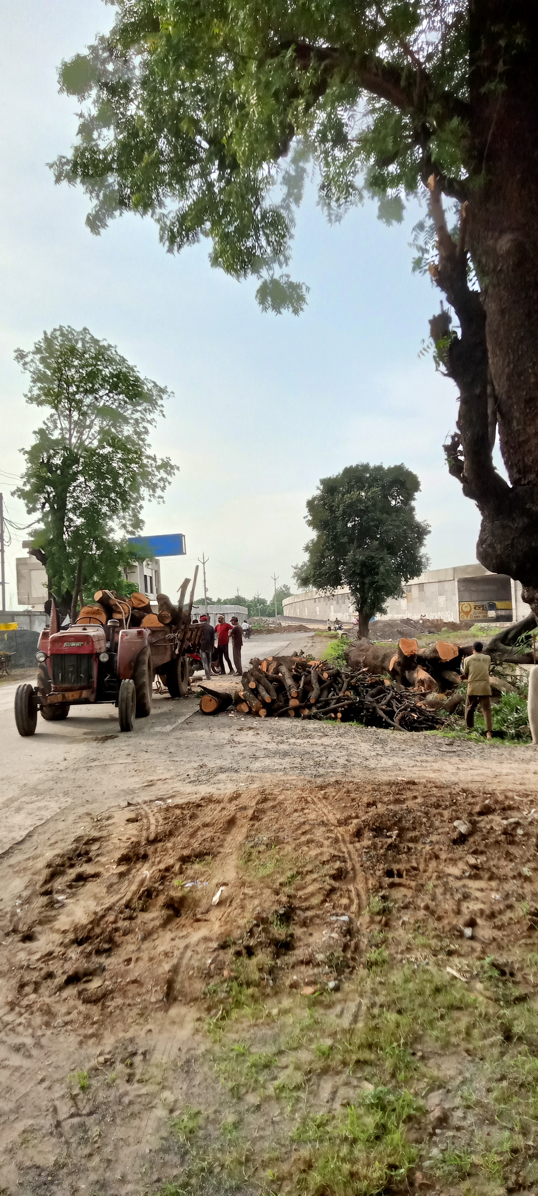 फलदार  आम  का   पेड़ l