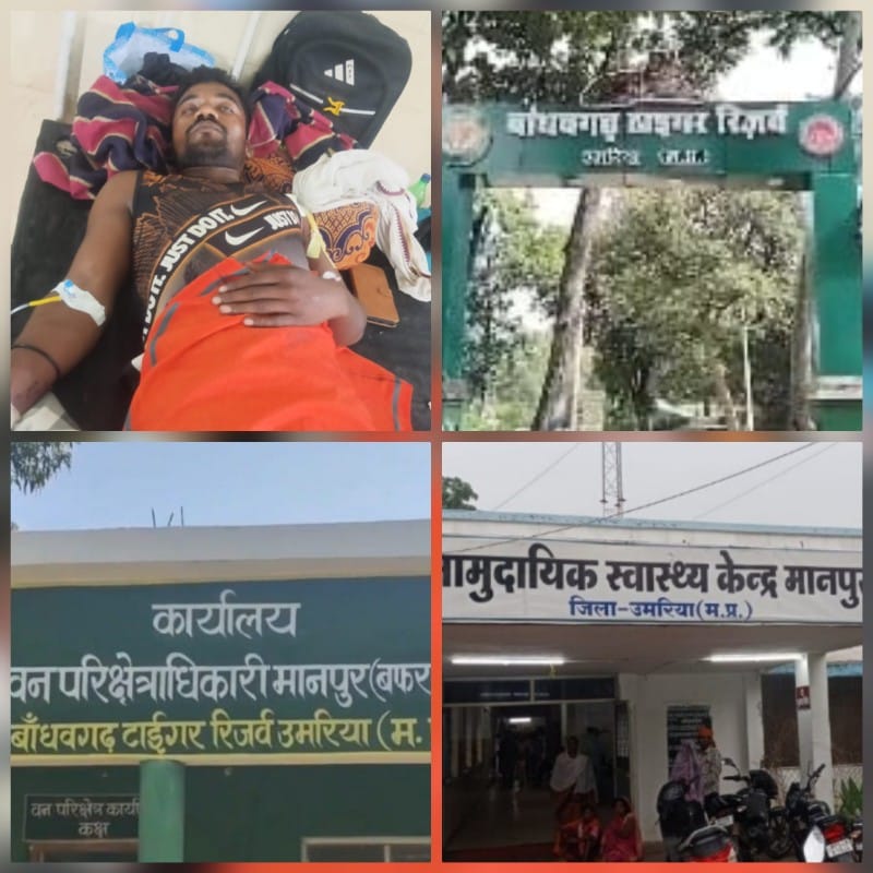 मवेशी चरा कर घर लौट रहा युवक भालू के हमले से घायल मवेशी चरा कर घर लौट रहा युवक भालू के हमले से घायल
