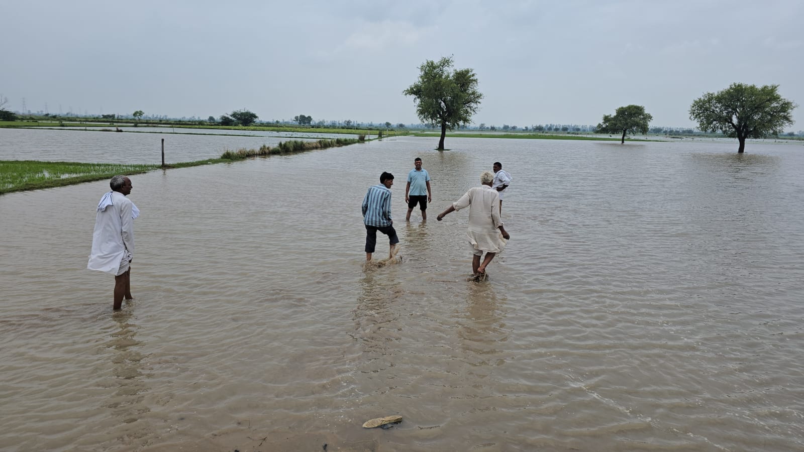 अपने जलमग्न हुए खेतों की हालत दिखाते गांव चढ़वाना के किसान। अपने जलमग्न हुए खेतों की हालत दिखाते गांव चढ़वाना के किसान।