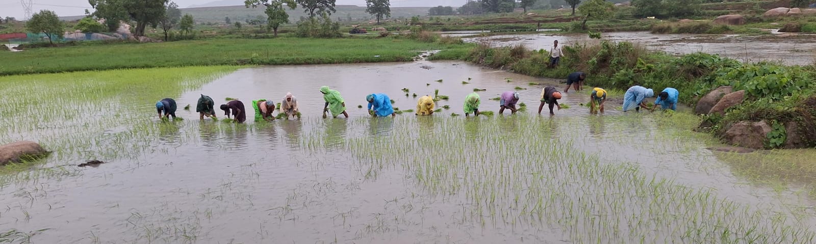 कोरबा जिले के सहकारी समिति में उपलब्ध है नैनो डीएपी कोरबा जिले के सहकारी समिति में उपलब्ध है नैनो डीएपी