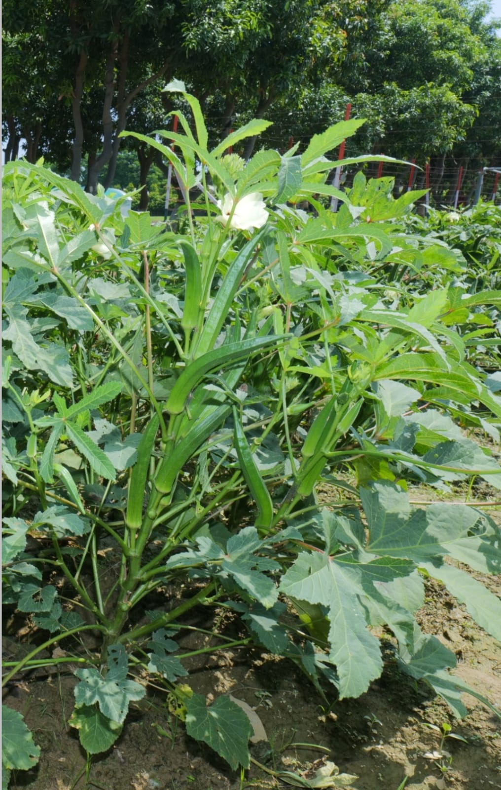 चुनार के अदलपुरा स्थित भारतीय सब्जी अनुसंधान संस्थान में वैज्ञानिकों द्वारा शोध किया गया भिंडी का बीज काशी सहिष्णु चुनार के अदलपुरा स्थित भारतीय सब्जी अनुसंधान संस्थान में वैज्ञानिकों द्वारा शोध किया गया भिंडी का बीज काशी सहिष्णु