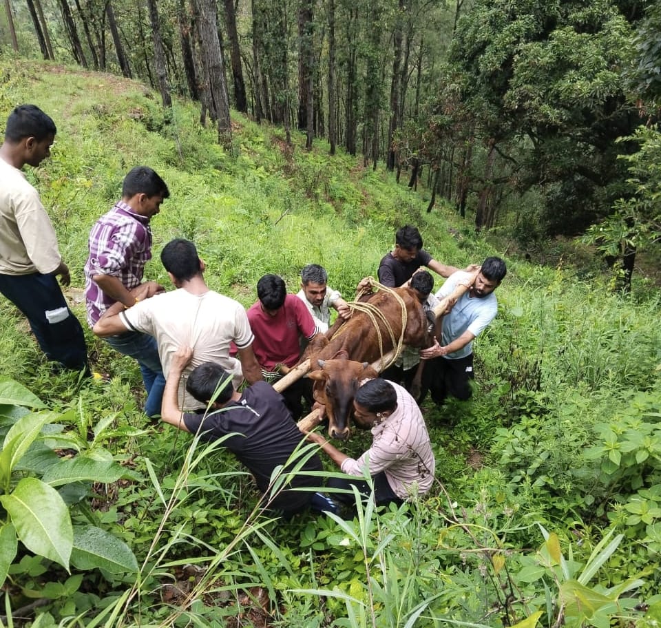 गहरी खाई से गाय को बचाने की मशक्कत करते हुए