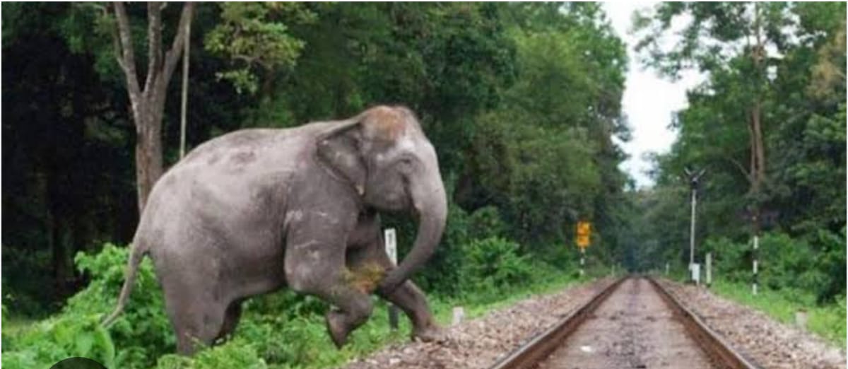 ट्रेन से कुचलकर हाथी और शावक की मौत ट्रेन से कुचलकर हाथी और शावक की मौत