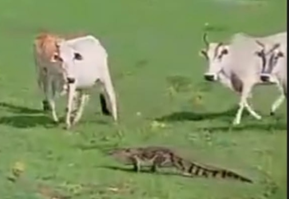 मगरमच्छ का मुकाबला करती गाय।