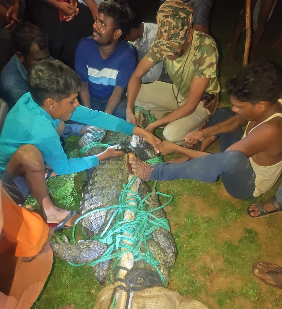 मगरमच्छ को रस्सी से बाधते वनकर्मी। मगरमच्छ को रस्सी से बाधते वनकर्मी।