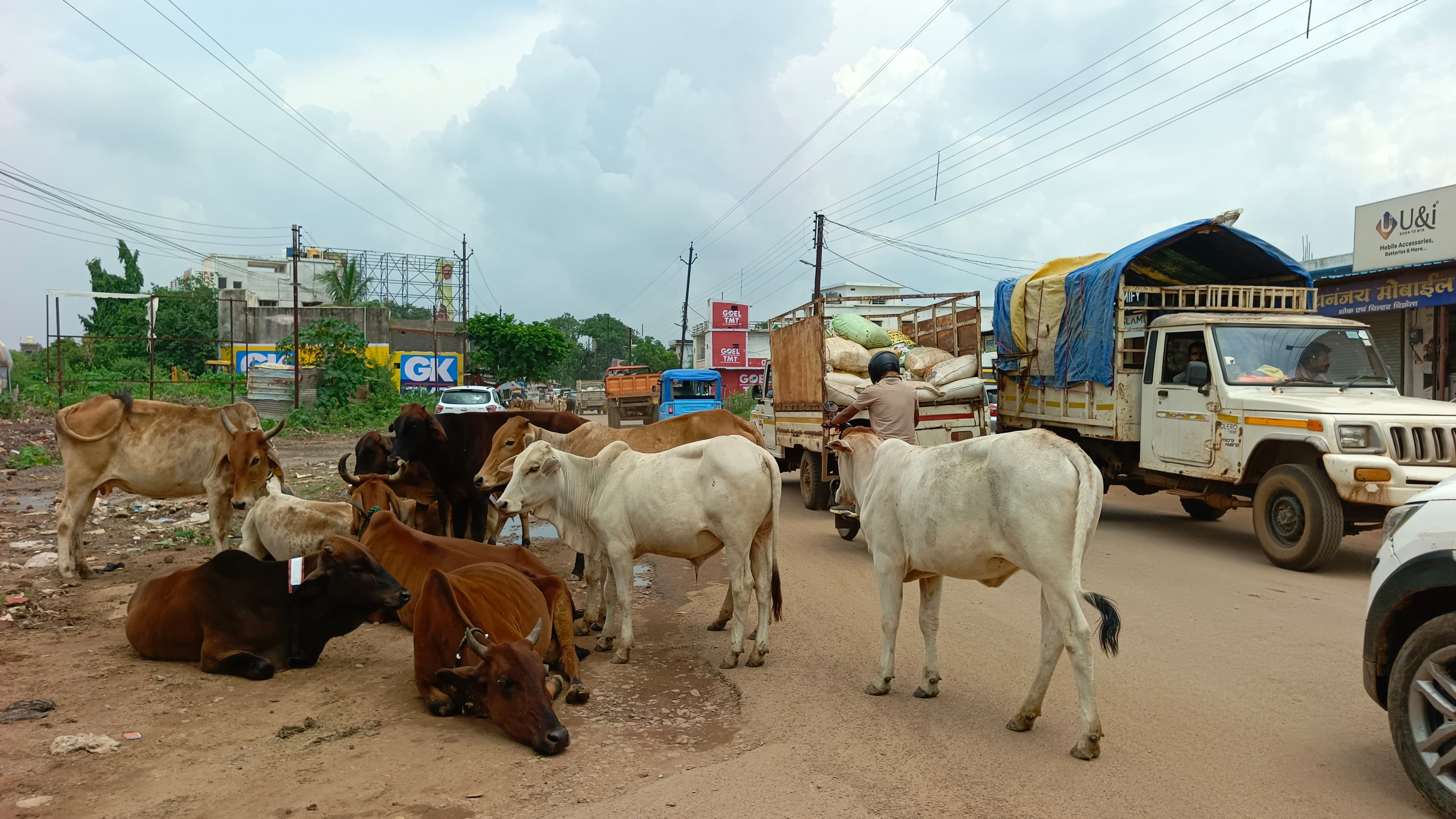 आंबेडकर चौक के आगे रुद्री रोड में लगा मवेशियों का जमावड़ा।